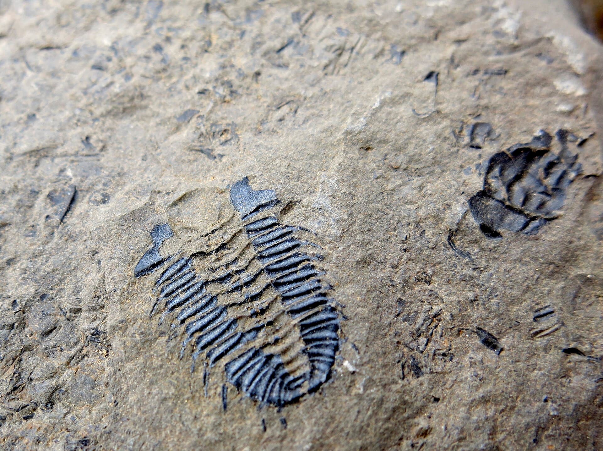 Dark trilobite fossils pressed flat in gray shale.