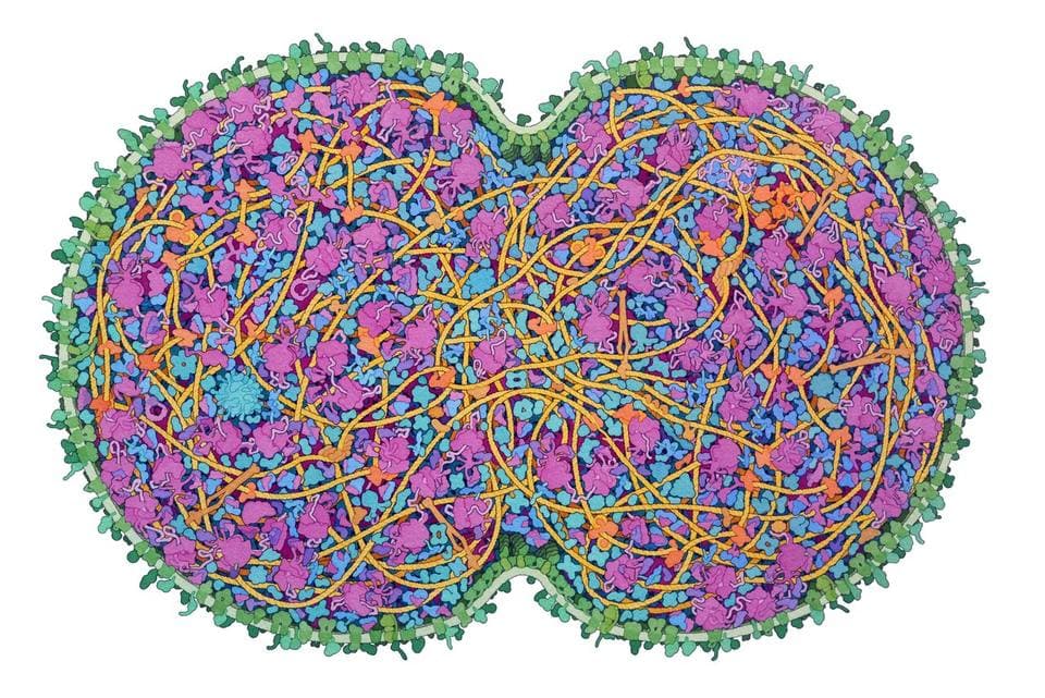 A painting of a peanut-shaped cell cut open, packed with thousands of colorful molecules and tangled yellow strands of DNA.